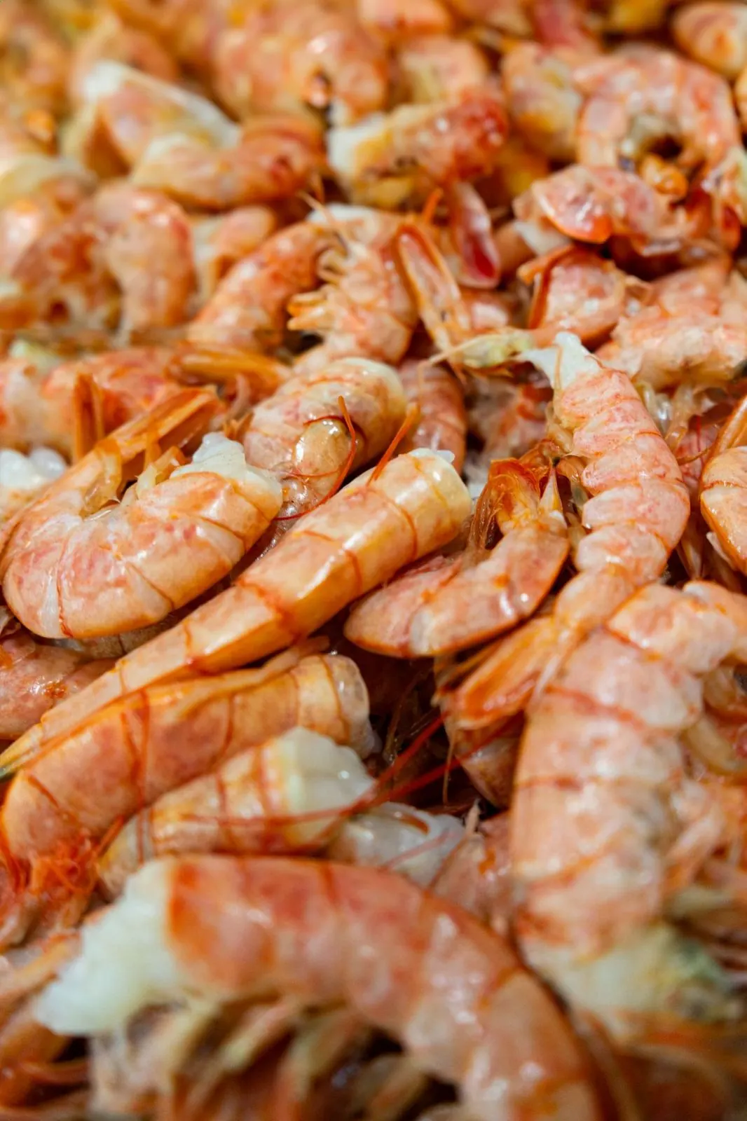 Langostinos en proceso