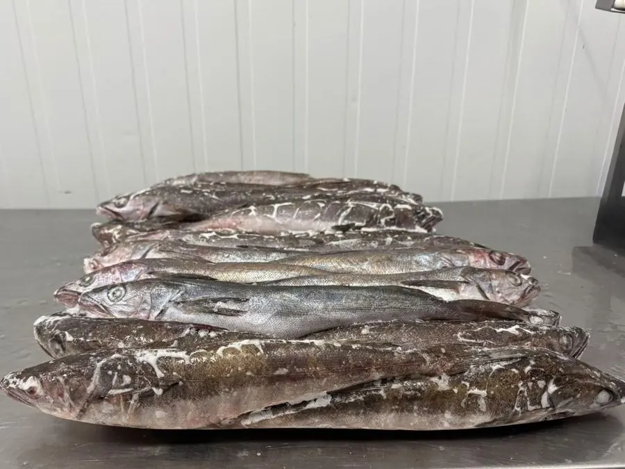 Whole hake