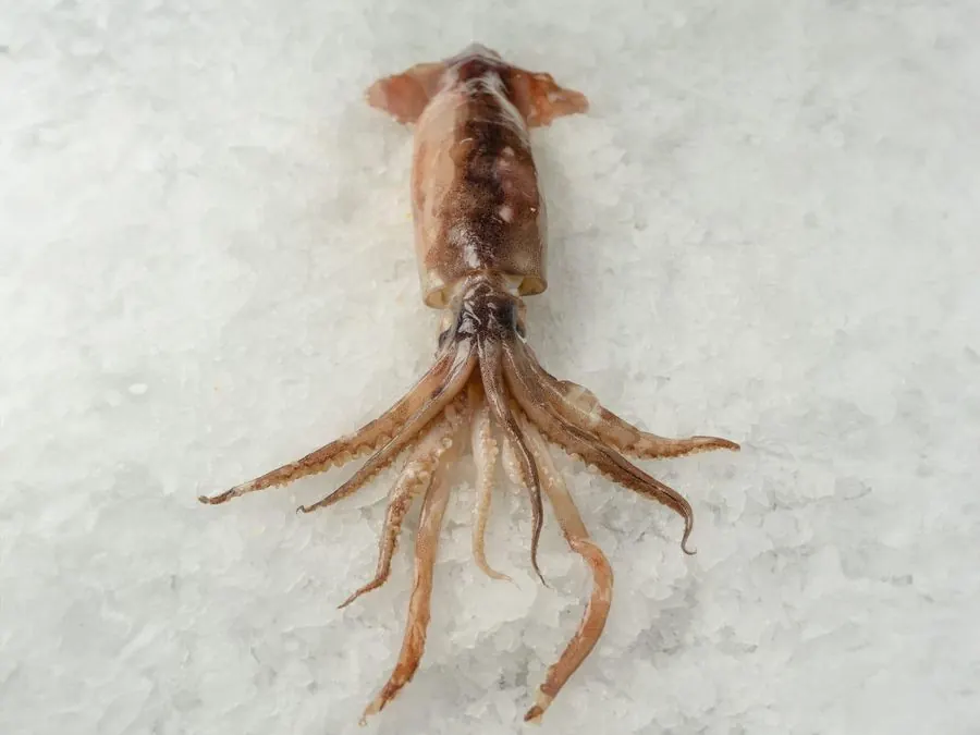 Squid