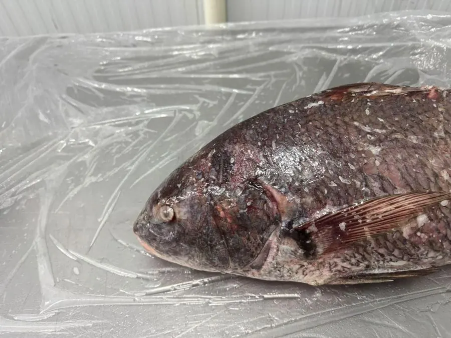 Whole black drum