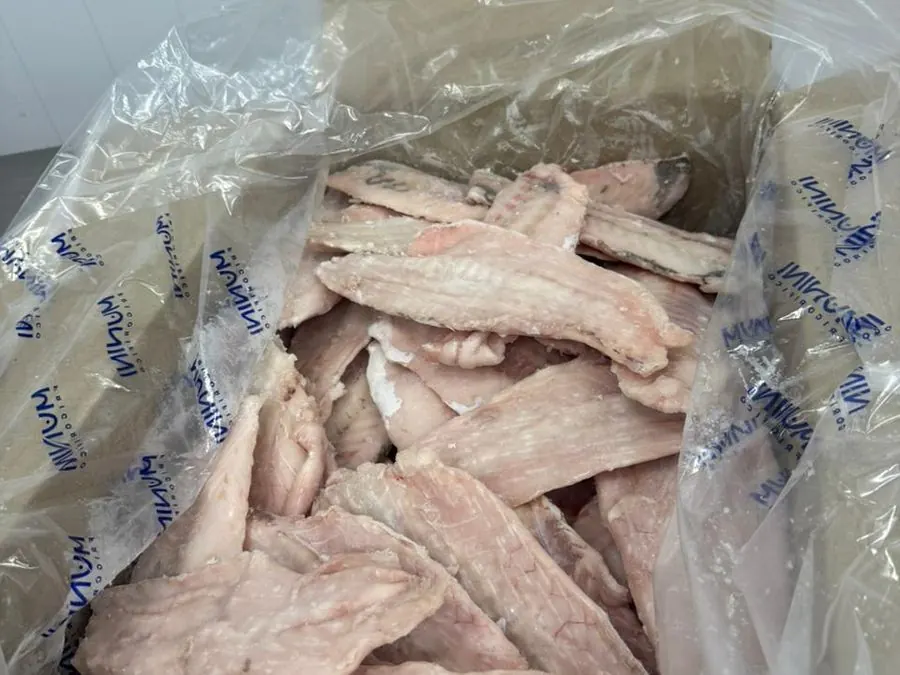 Weakfish fillet, IQF
