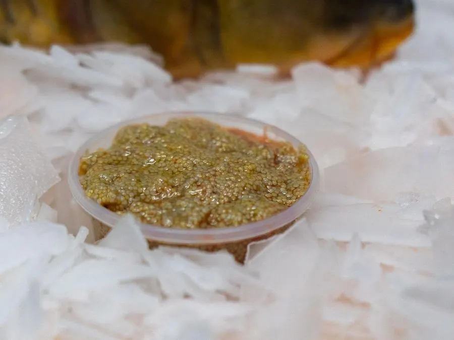 Carp roe